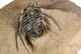 Kettneraspis Trilobite With Long Occipital Spine- Lghaft, Morocco #382852-5